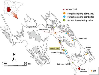 Diversity of Microfungi in a High Radon Cave Ecosystem